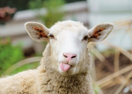 Portraitaufnahme eines Schafes