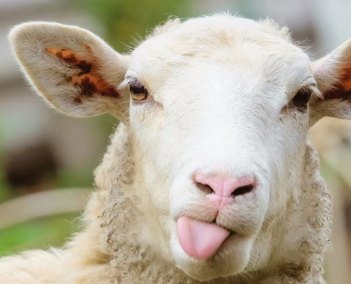 Schaf, das die Zunge herausstreckt